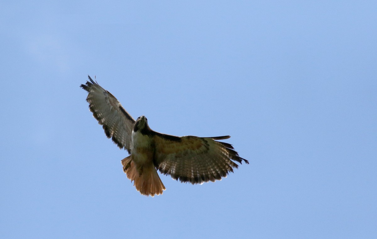 Red-tailed Hawk (costaricensis) - ML48677461