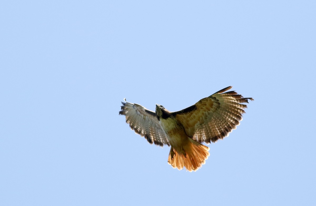 Red-tailed Hawk (costaricensis) - ML48677531