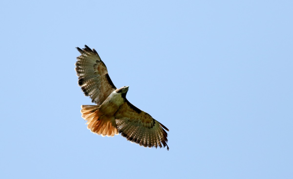Red-tailed Hawk (costaricensis) - ML48677561