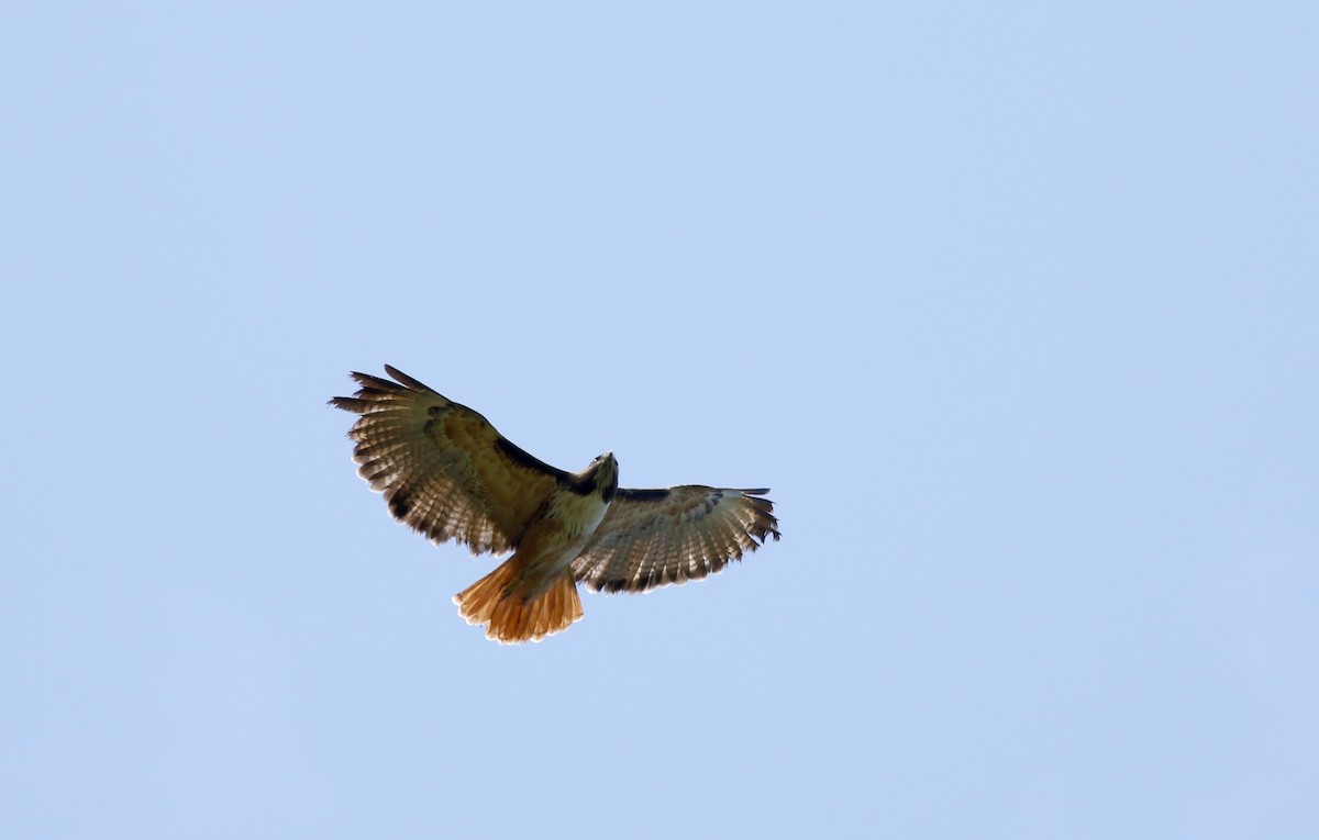 Red-tailed Hawk (costaricensis) - ML48677581