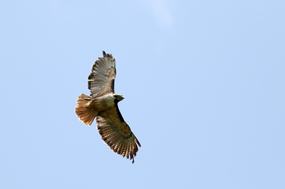 Red-tailed Hawk (costaricensis) - ML48677621
