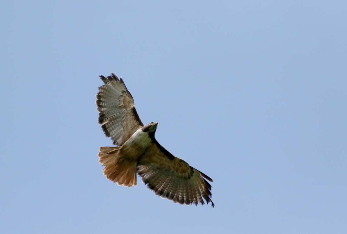 Red-tailed Hawk (costaricensis) - ML48677641