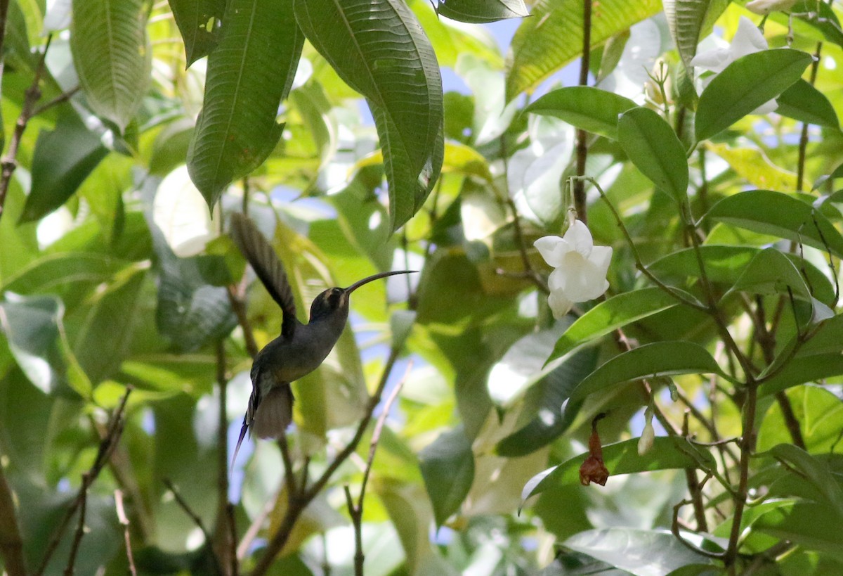 kolibřík šedobřichý - ML48678221