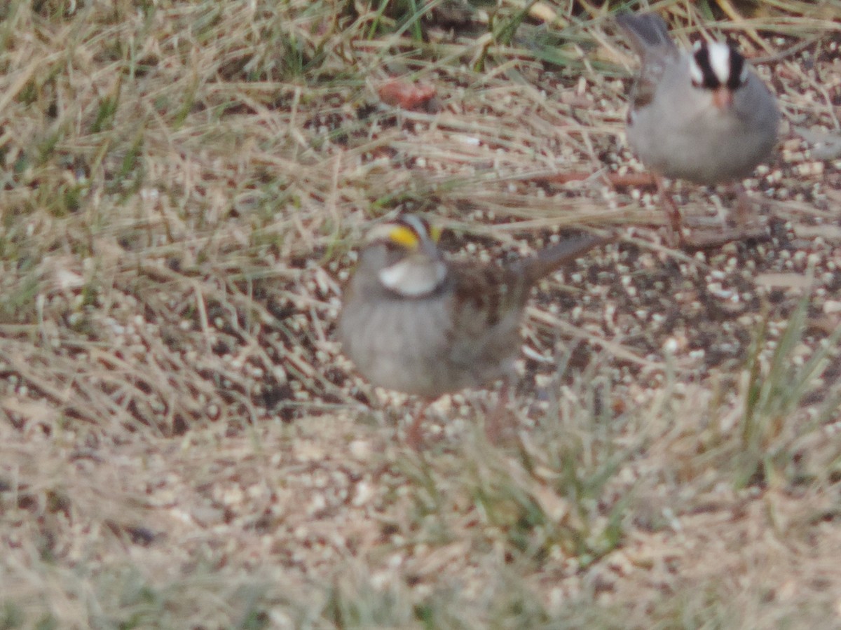 White-throated Sparrow - ML48678481