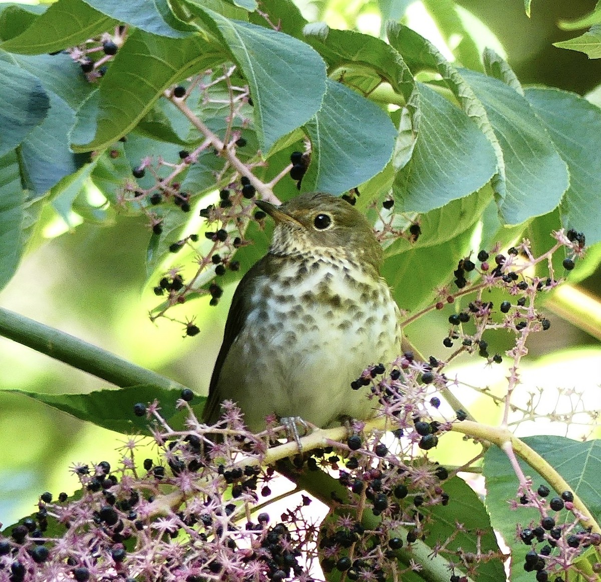 Swainson's Thrush - Russell Taylor