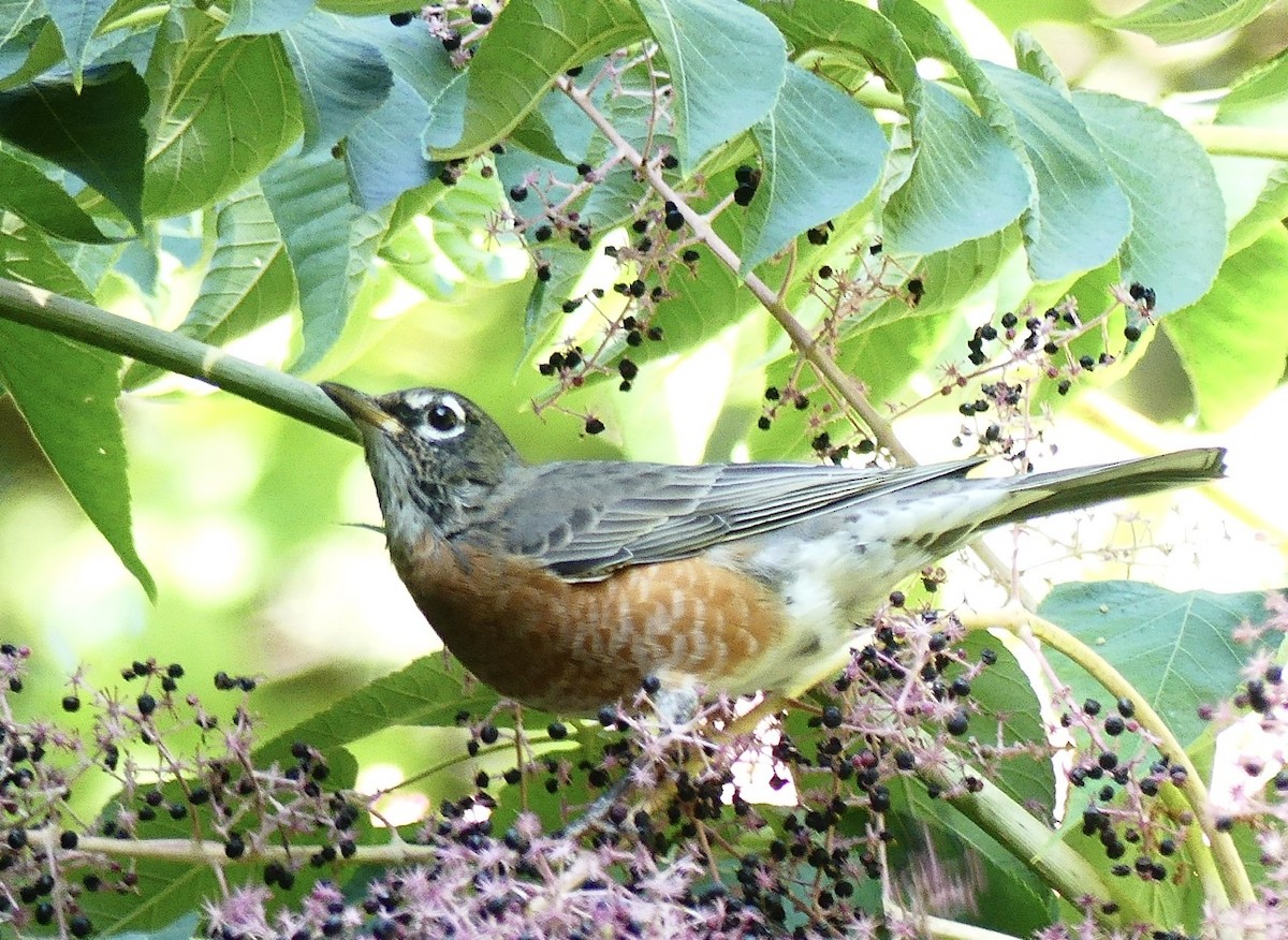 American Robin - Russell Taylor