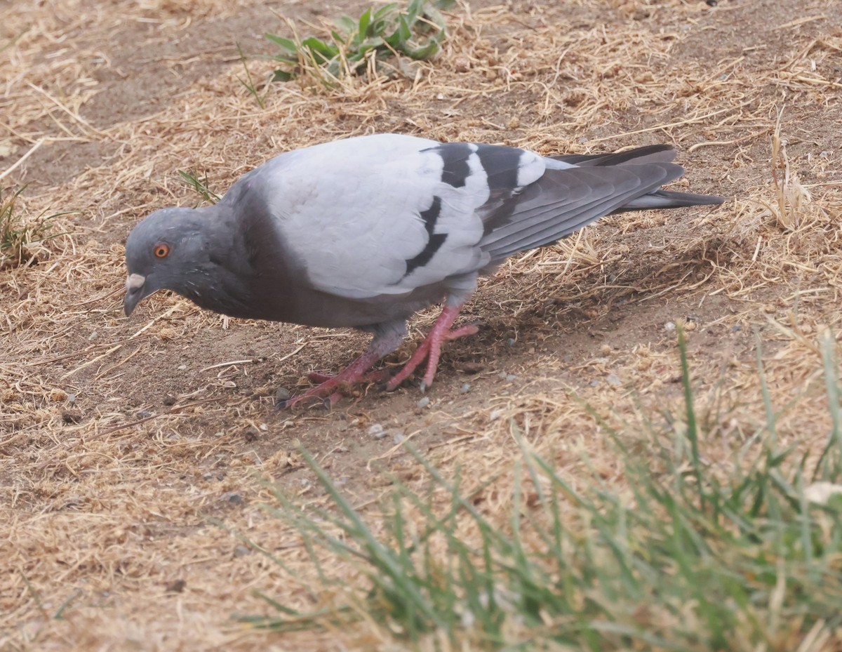 Rock Pigeon (Feral Pigeon) - ML486788081