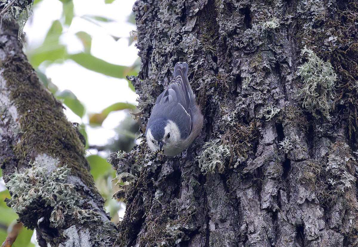 White-breasted Nuthatch - ML486792011