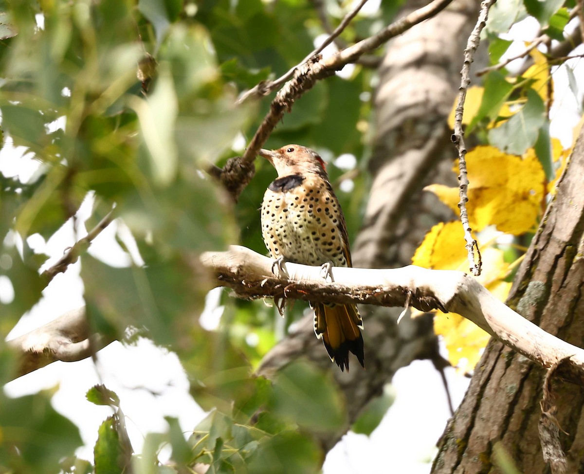 Northern Flicker (Yellow-shafted) - ML486807271