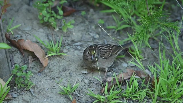 Golden-crowned Sparrow - ML486811011