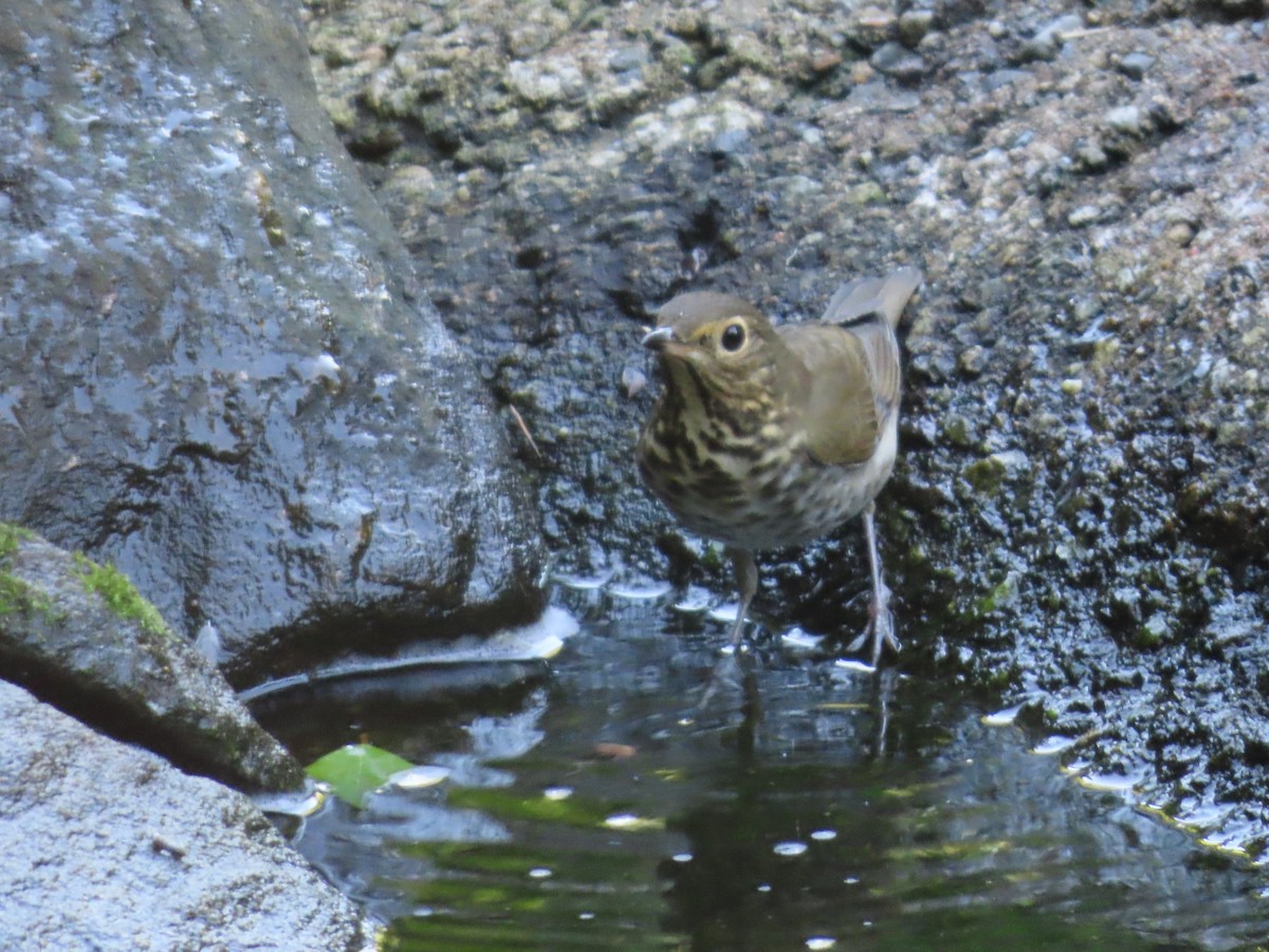 eBird Checklist 21 Sep 2022 Sandy's Yard Birds 10 species