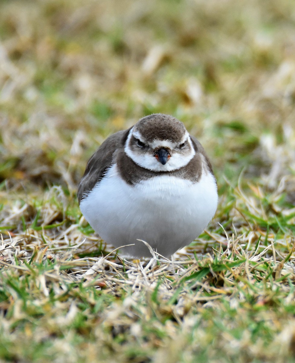 Semipalmated Plover - ML48681681