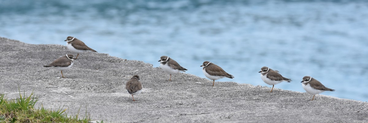 Semipalmated Plover - ML48681701