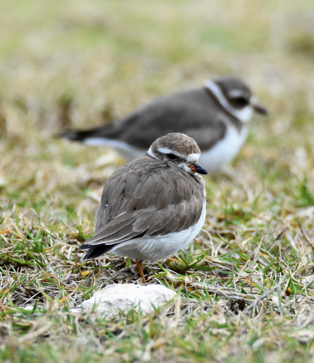 Semipalmated Plover - ML48681711