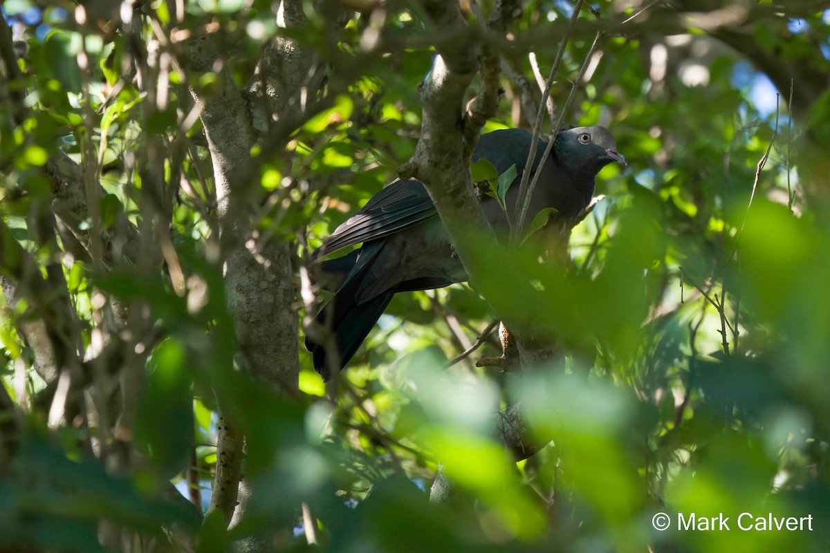 eBird Checklist - 23 Sep 2022 - Spanish River Park, Boca Raton US-FL 26 ...