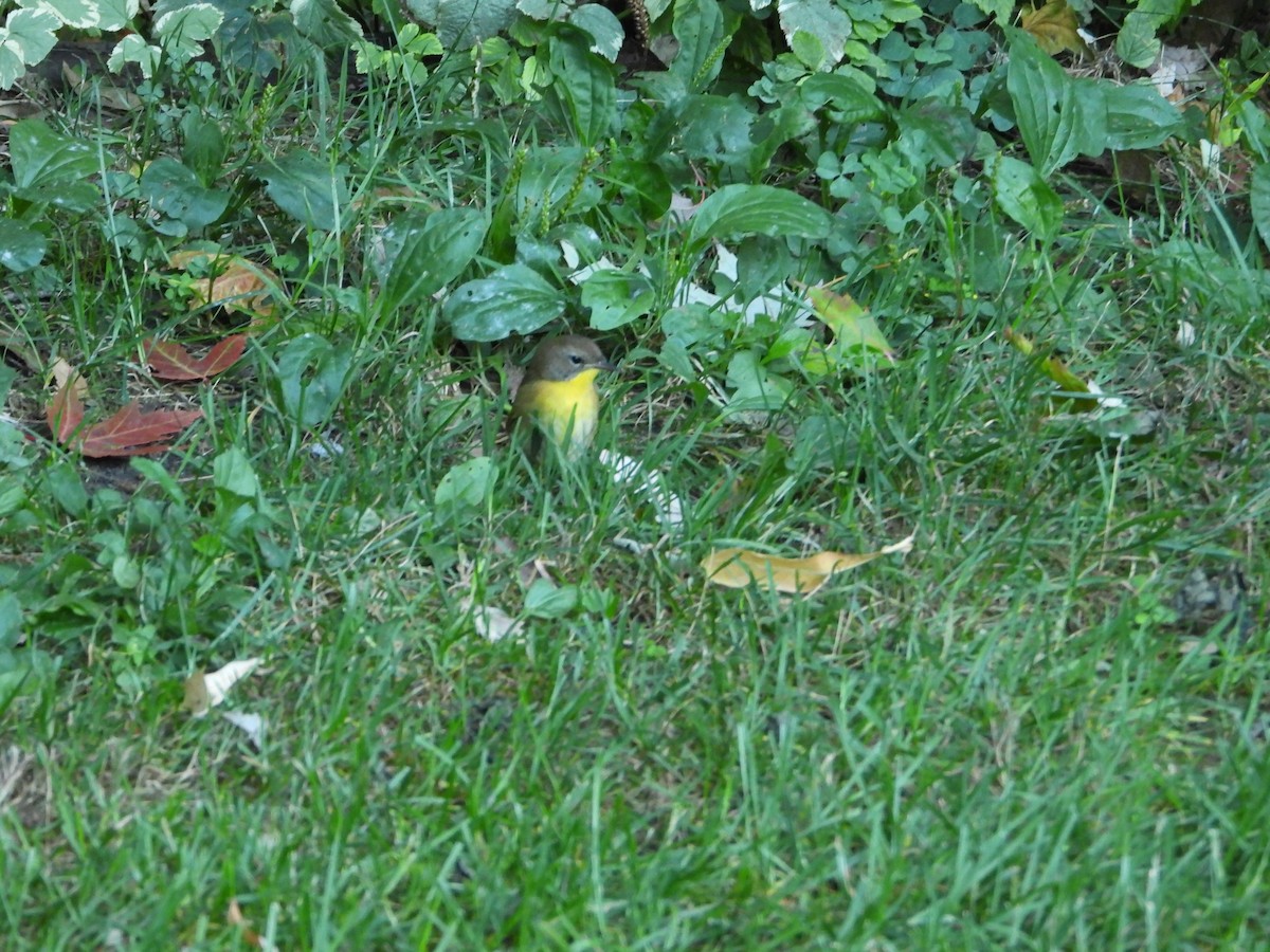 Common Yellowthroat - Yangbin Lin