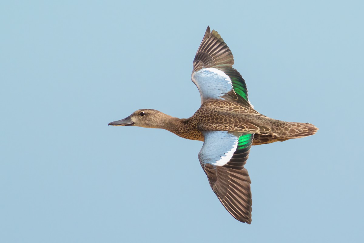 Blue-winged Teal - ML486838201