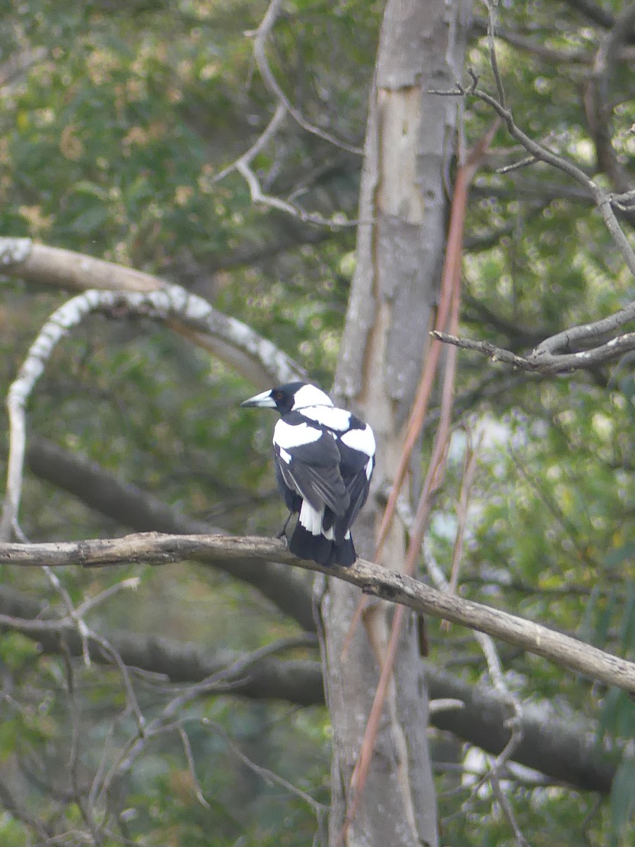 Australian Magpie (Black-backed x White-backed) - ML486845431