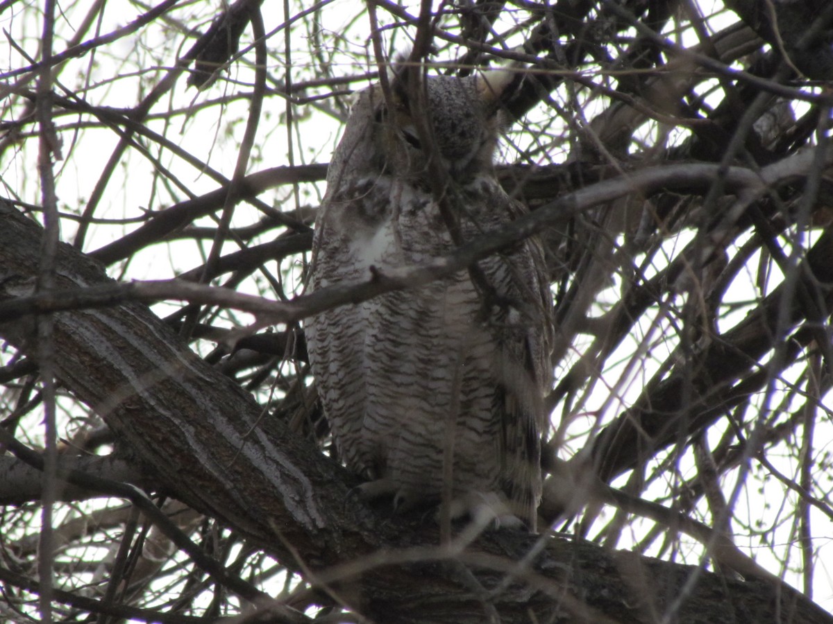 Great Horned Owl - ML48684821