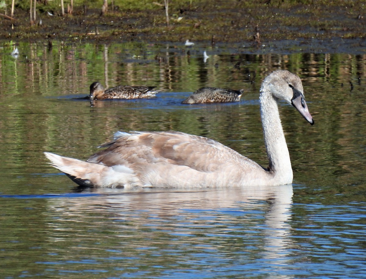 eBird Checklist - 17 Sep 2022 - Parker River NWR - 41 species