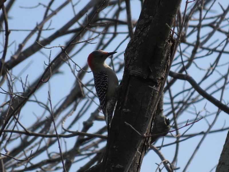 Red-bellied Woodpecker - ML486855501