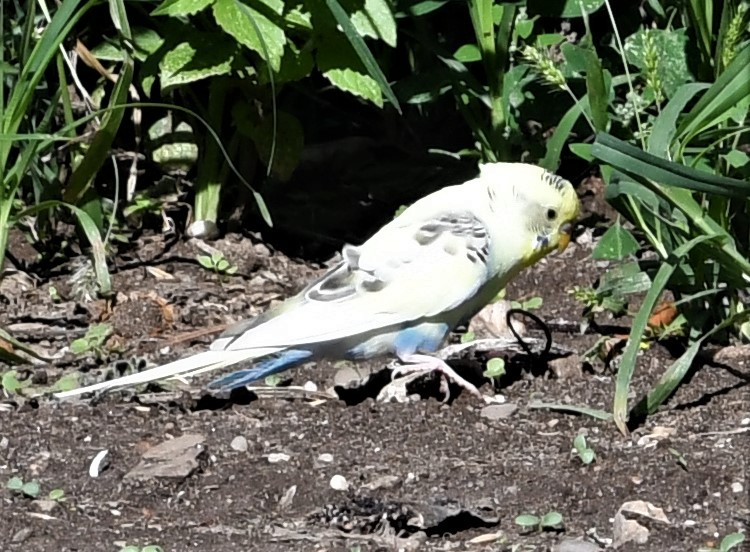 eBird Checklist - 23 Sep 2022 - Queens County Farm Museum - 27 species
