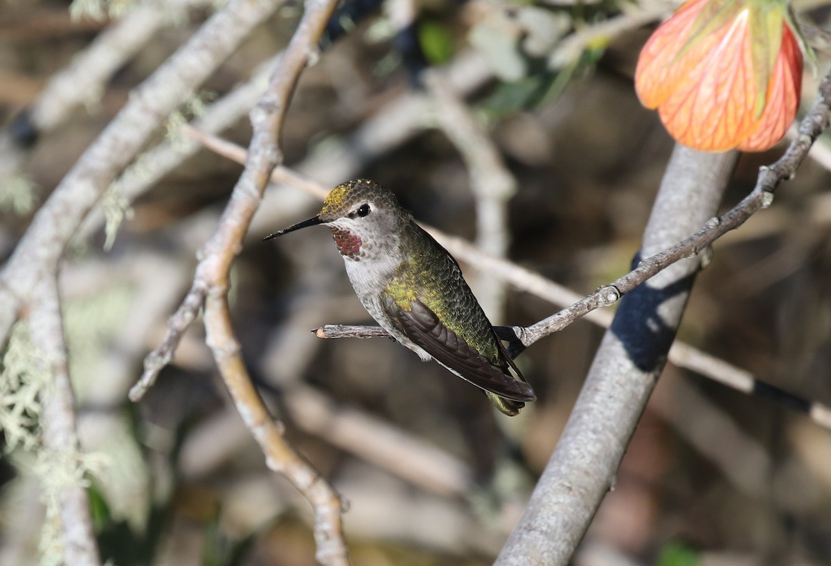 Anna's Hummingbird - ML486857581