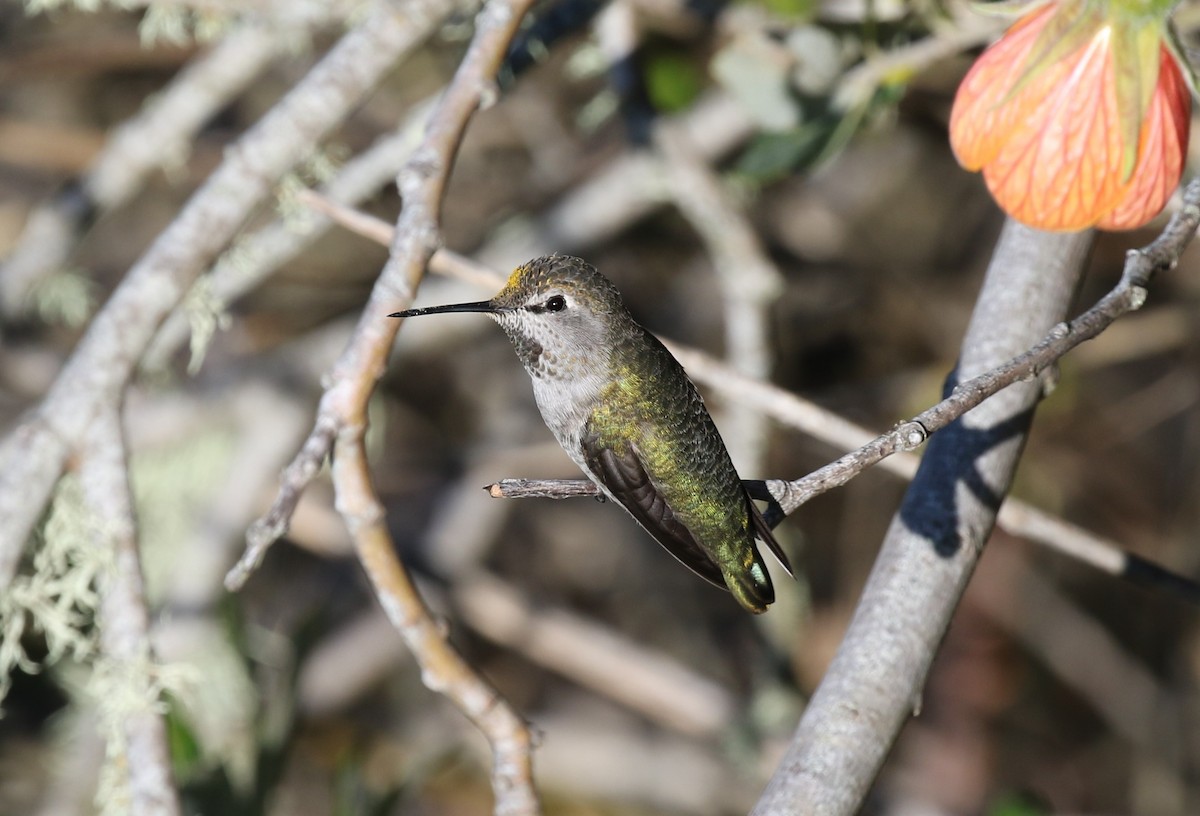 Anna's Hummingbird - ML486857651