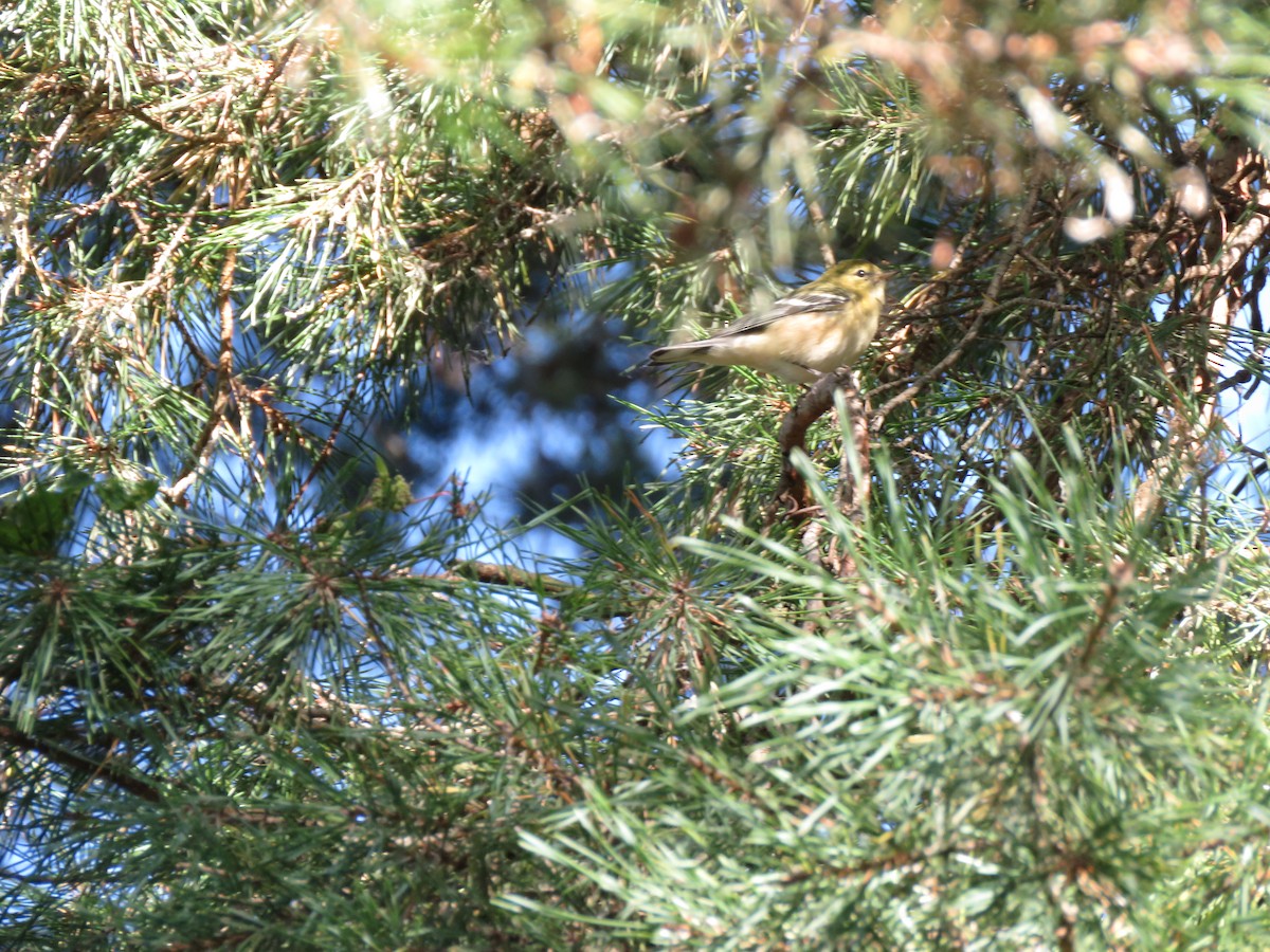Bay-breasted Warbler - ML486864251