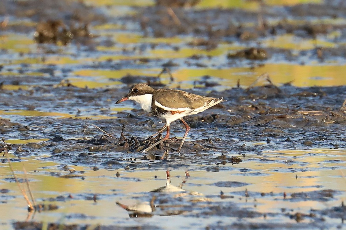 Red-kneed Dotterel - ML486877441
