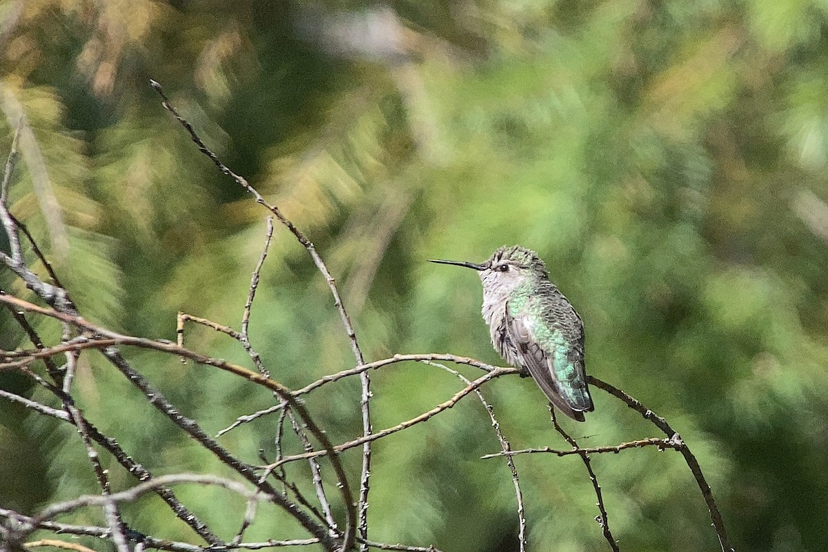 Anna's Hummingbird - ML486897011