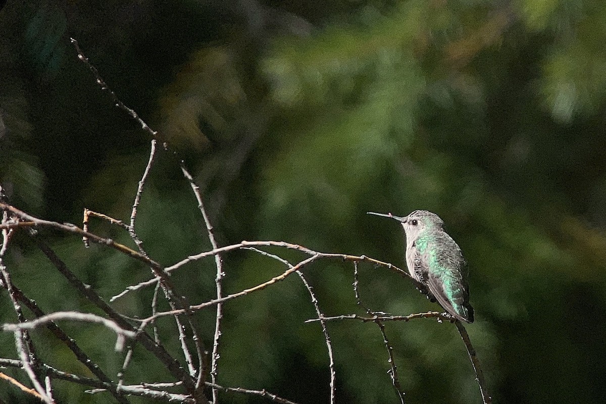 Anna's Hummingbird - ML486897101