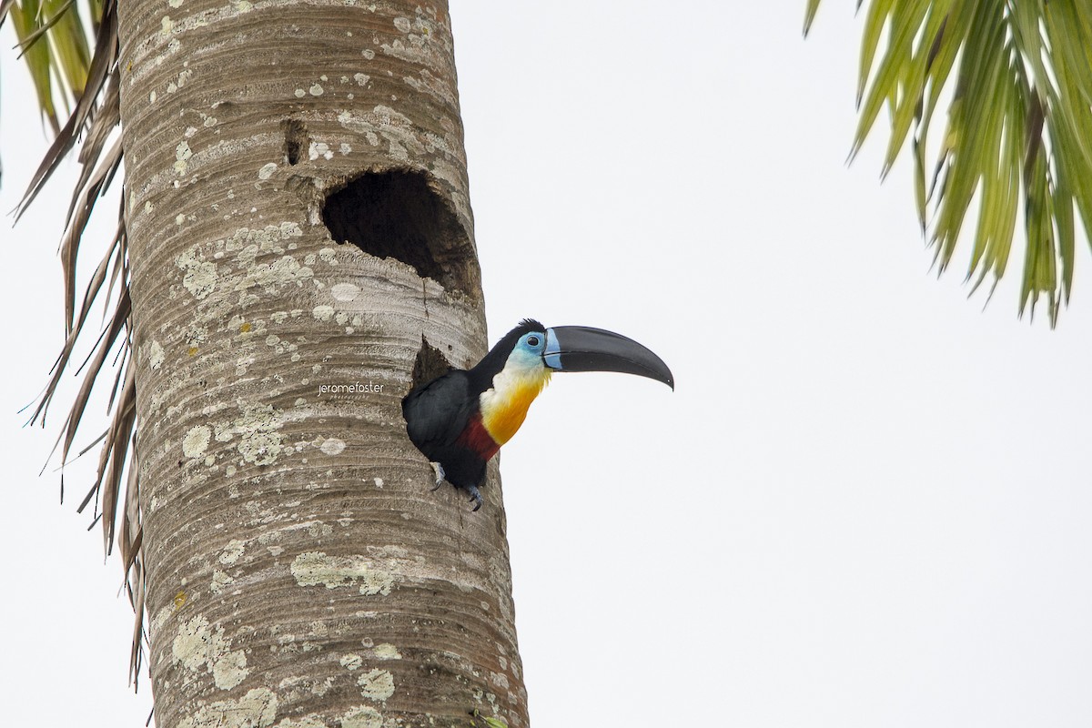 Channel-billed Toucan - Jerome Foster