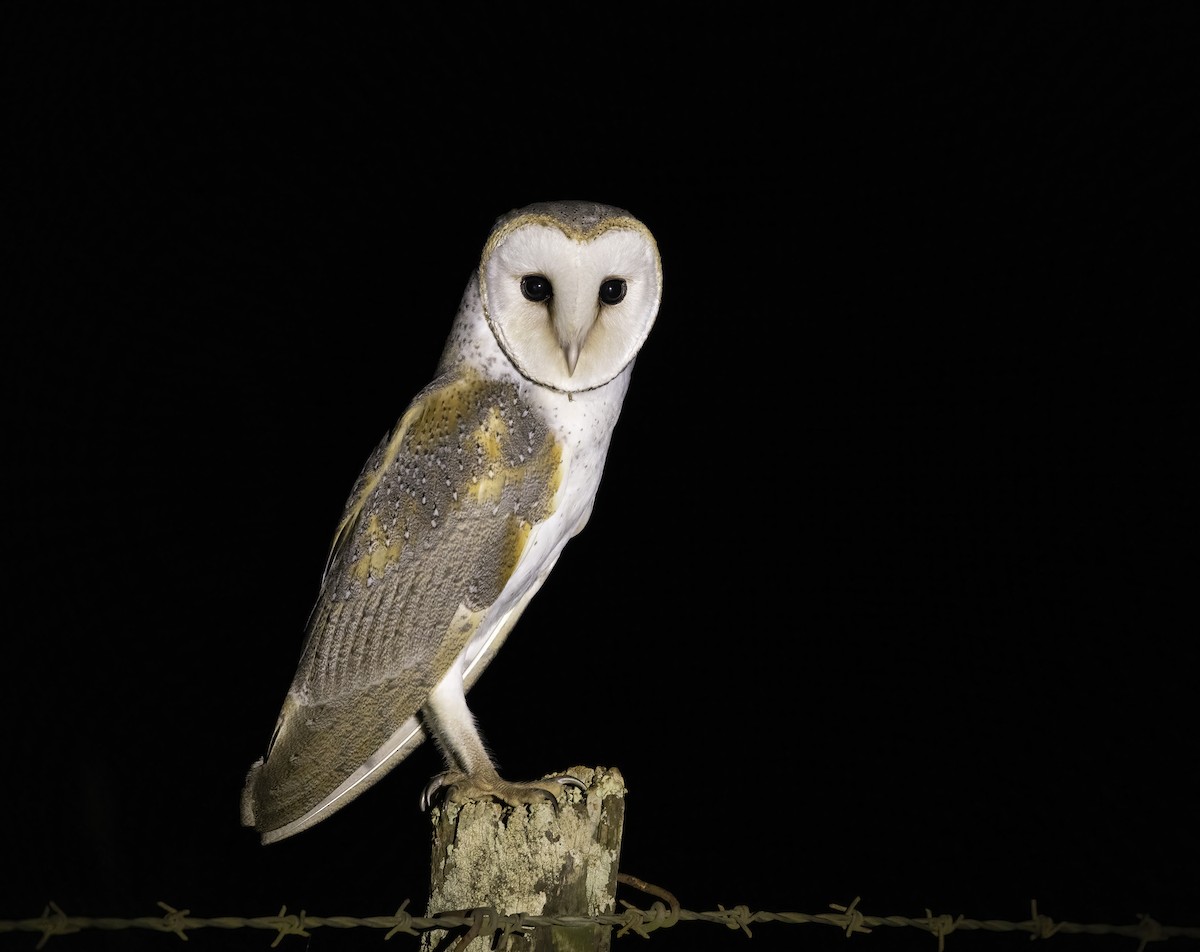 Barn Owl (Eastern) - ML486903241