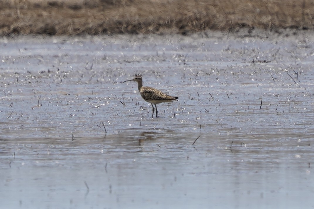 Little Curlew - ML486909661