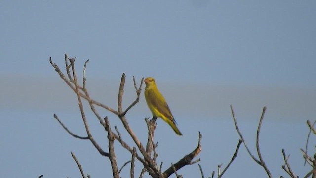 Indian Golden Oriole - ML486909741