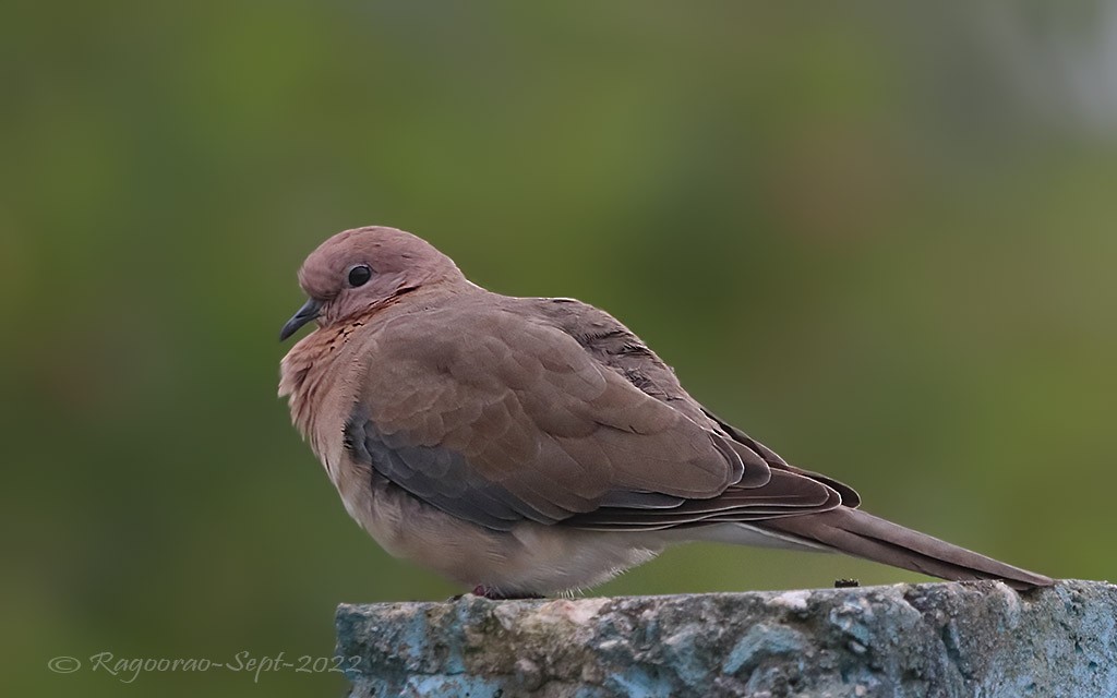 Laughing Dove - ML486913071
