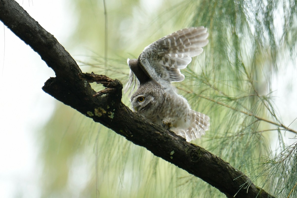 Spotted Owlet - ML486916071