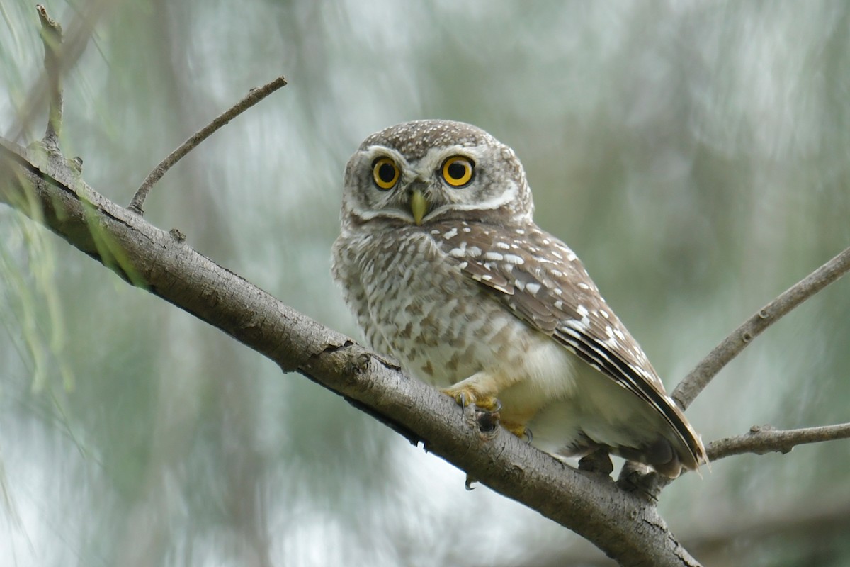 Spotted Owlet - ML486916081