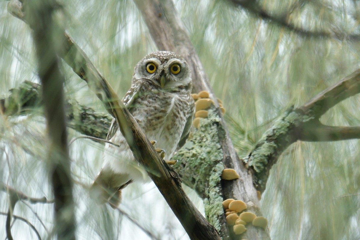 Spotted Owlet - ML486916091