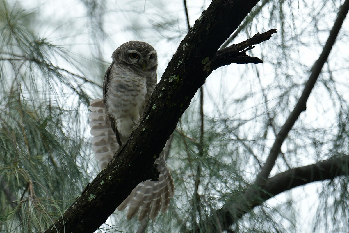 Spotted Owlet - Supaporn Teamwong