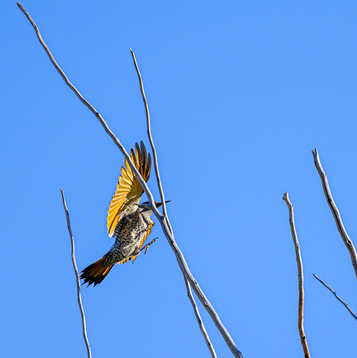 Northern Flicker (Yellow-shafted) - ML486916841