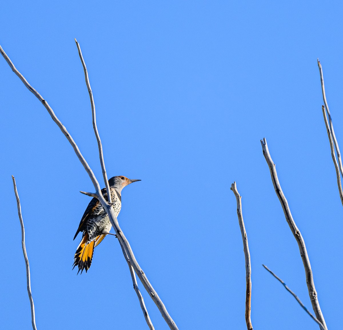 Northern Flicker (Yellow-shafted) - ML486916891