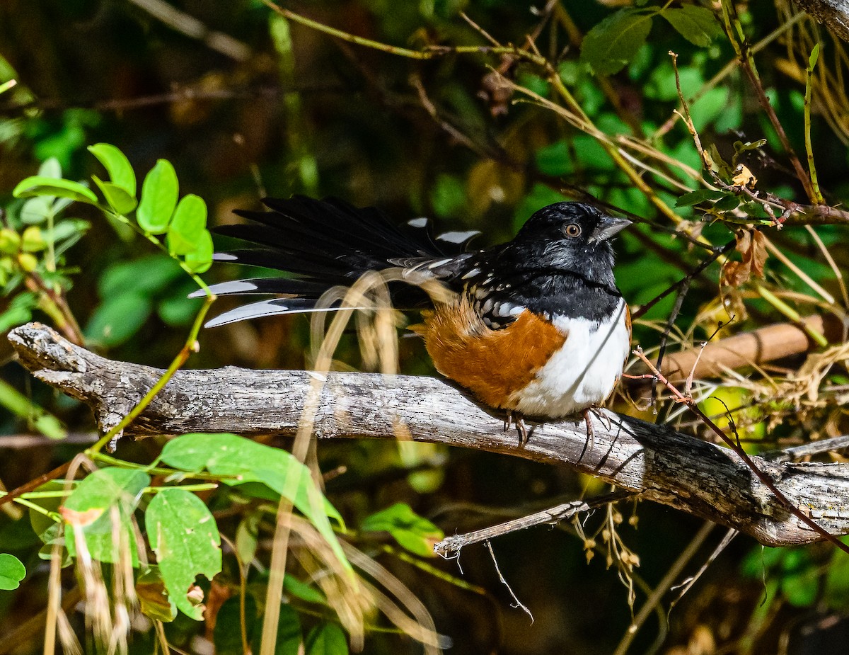 Spotted Towhee - ML486917221