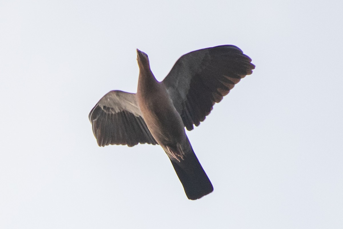 holub světlehlavý - ML486919511