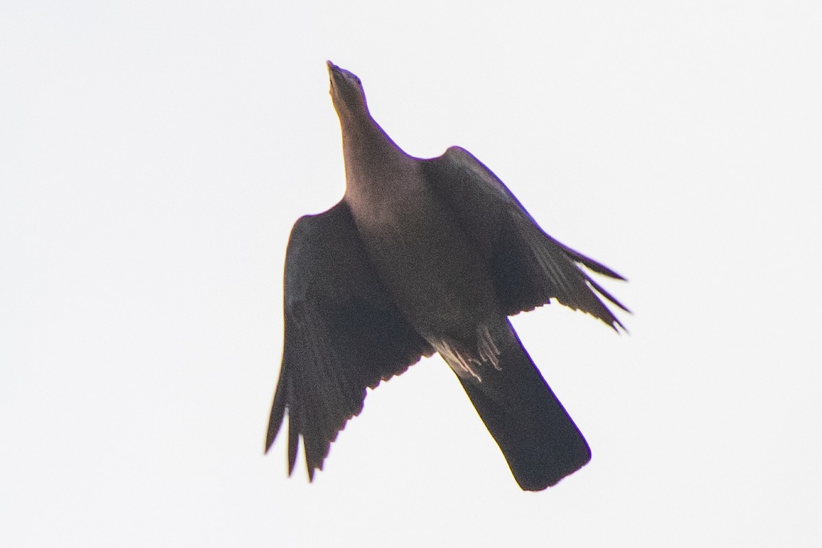 Pale-capped Pigeon - Dipankar Dev