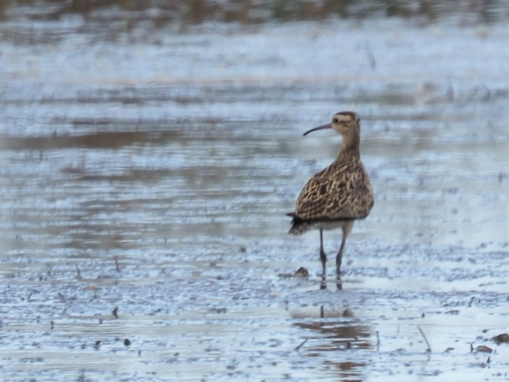 Little Curlew - ML486919721