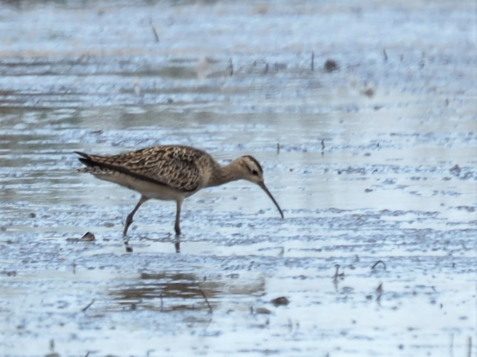 Little Curlew - ML486919731