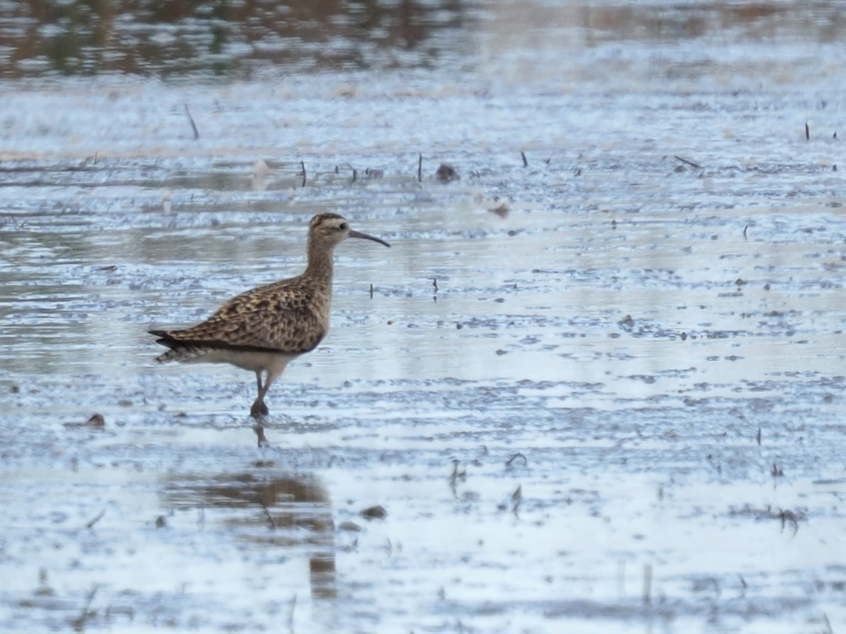 Little Curlew - ML486919741