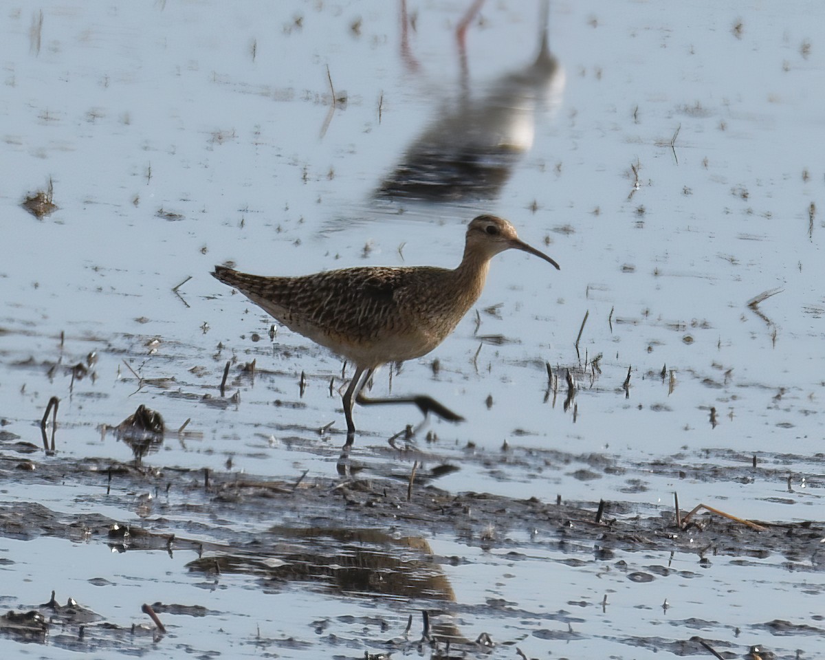 Little Curlew - ML486920261